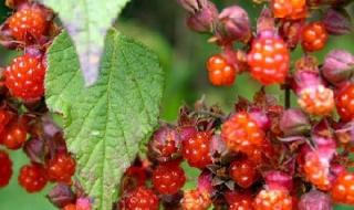 中国中药材 中国中药材