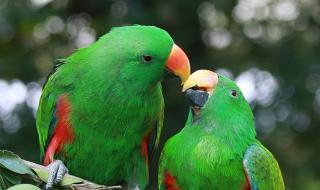 长隆野生动物园团购