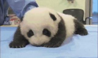 丫丫熊猫怎么回事 丫丫熊猫怎么回事