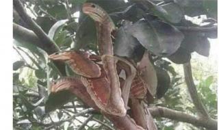 世界上有三头蛇吗